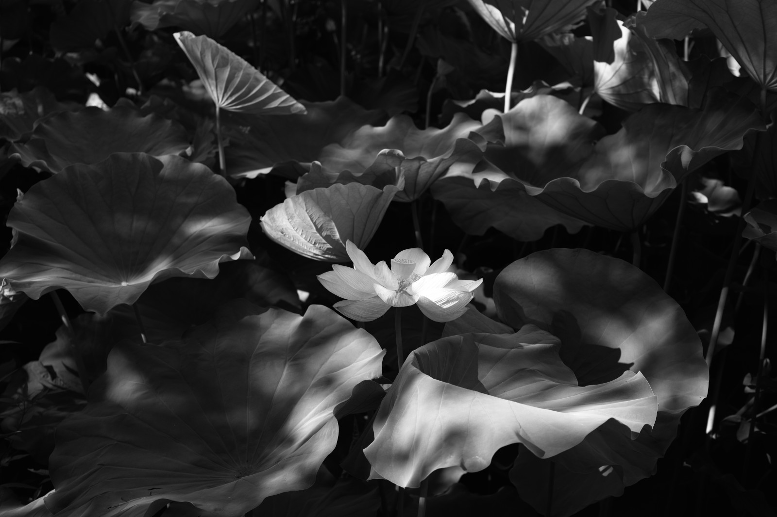 slunečnímu záření, bílý, Černá, černobílý, fotografování, Quattro, Tokio, světlo, list, květ, rostlina, flóra, Ueno, tma, okvětní lístek, sigma, dp, DP2, dp2quattro, dp2q, Černý a bílý, monochromatické fotografování, makro fotografie