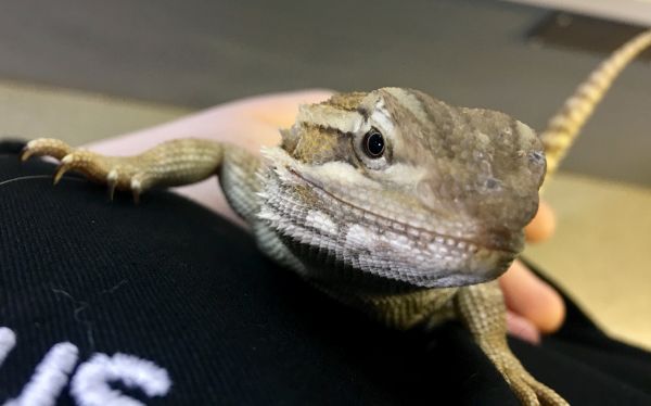 animals,animal,lizards,lizard,reptiles,reptile