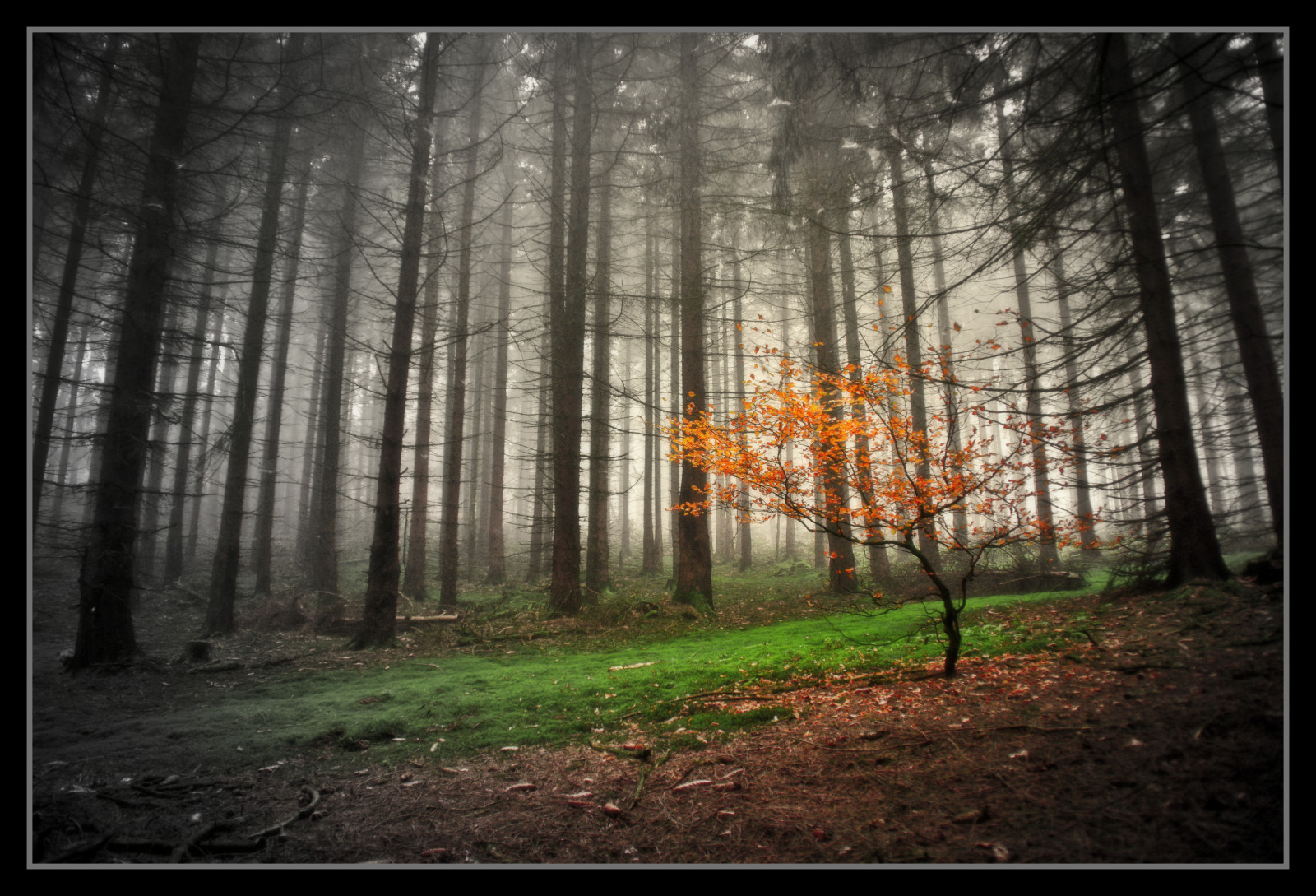slunečnímu záření, krajina, les, podzim, Příroda, tráva, nebe, dřevo, větev, ráno, mlha, kouzlo, atmosféra, prach, UMĚNÍ, strom, podzim, mlha, list, elitegalleryaoi, tma, tvořivý, magický, abigfave, bestcapturesaoi, supershot, Oberberg, zálesí, the4elements, háj, dřevina, ekosystém, mírné jehličnatý les, biome, kufr, prales, smíšený les, opadavý, jev, Kellerwald, spruce fir forest