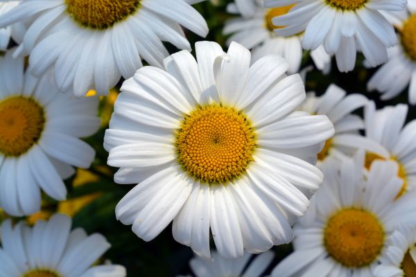 petals,Daisy,flower,field