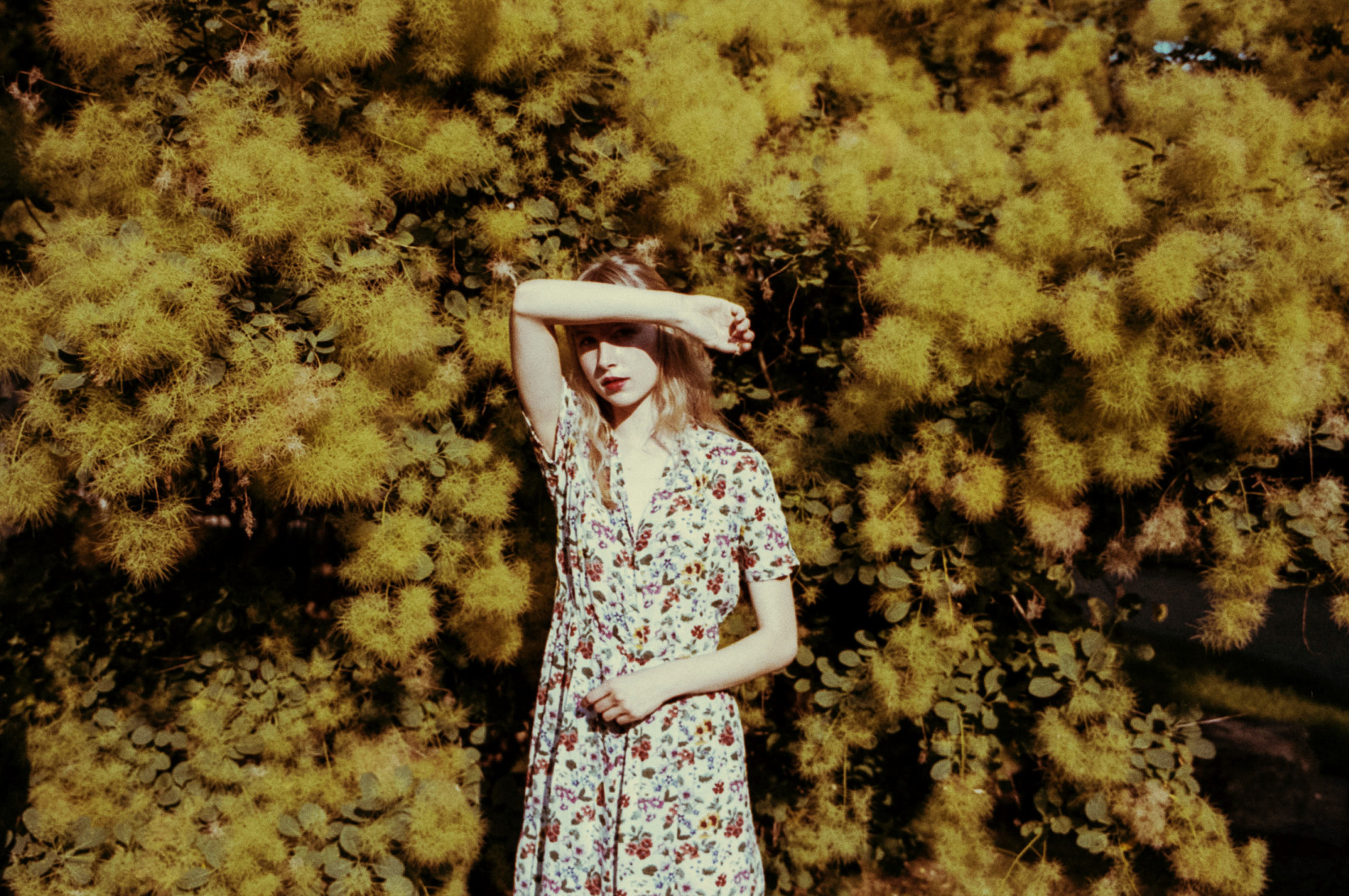 sollys, blomster, natur, græs, kjole, Sol, sommer, korn, forår, 35MM, Kodak, København, Carl, træ, efterår, blomst, plante, pige, sjovt, k benhavn, Zeiss, film, Scan, Portra, sommer, CanonScan, 8800F, Bessa, R 3 a, biogon, N rrebro, assistenter, Kirkegden, stock photography, vintage clothing