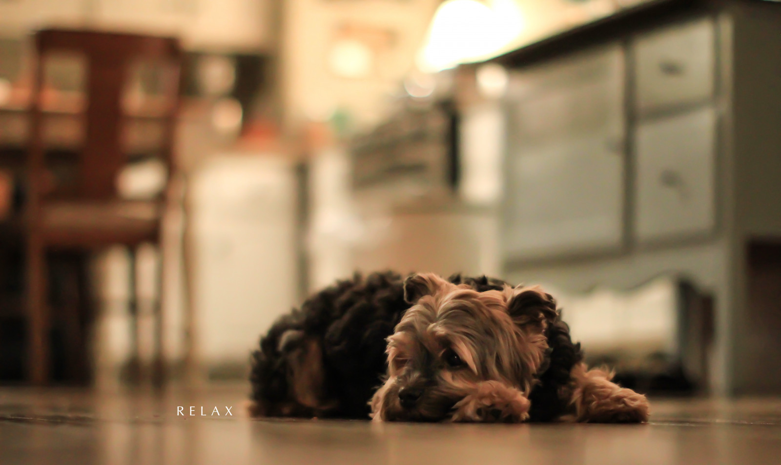 Photoshop, cane, Canone, fotografo, cucina, bokeh, lente, Yorkshire, Adobe, lightroom, 4, leggero, 50 millimetri, USM, giorno, carina, foto, gdl, rilassare, giù, cucciolo, 365, eos, 7d, mammifero, progetto, vertebrato, grugno, luke, cane come mammifero, carnivoran, F12L, posare, incroci cane, cane di razza, terrier, Yorkie, 12l, lukethephotographer