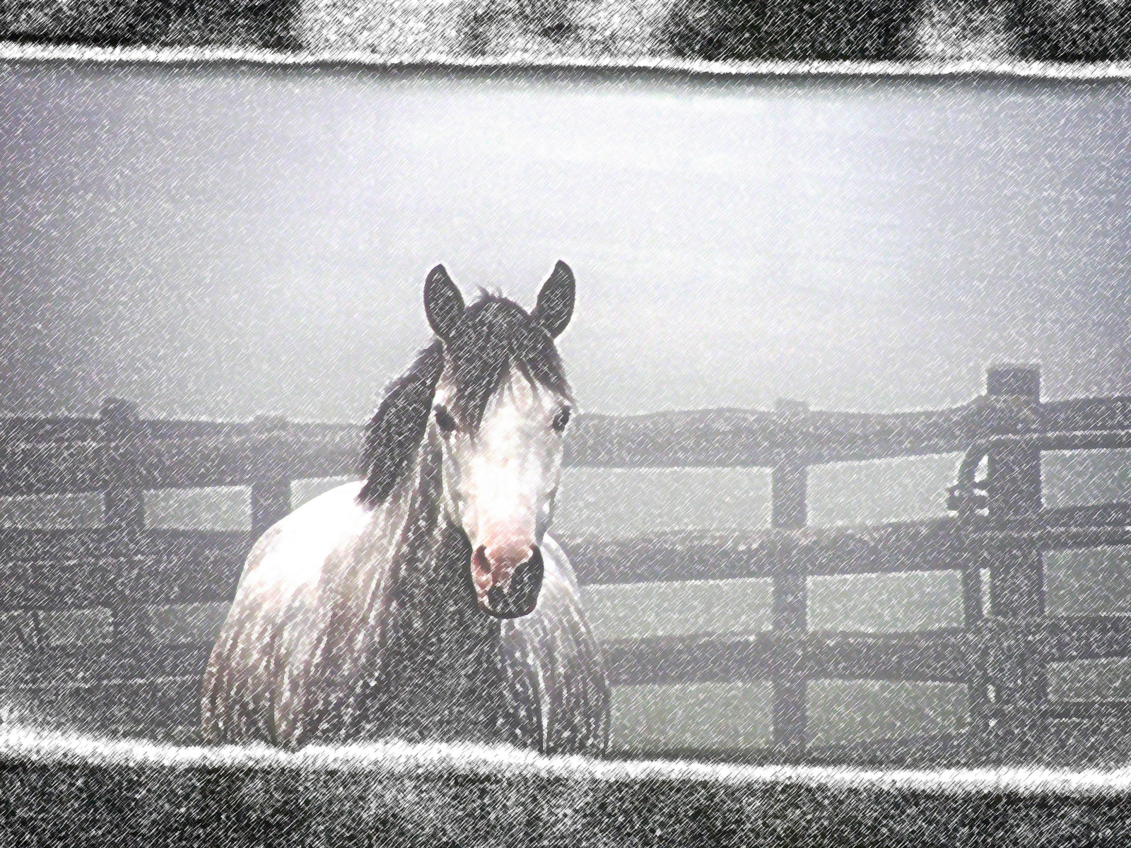 kůň, plot, Virginie, mlha, hospodářská zvířata, Černý a bílý, monochromatické fotografování, čenich, hříva, kůň jako savci, hřebec, mustang kůň, pack animal, jev