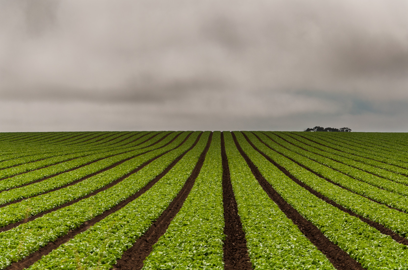 Fond d'écran : des champs, vert, Lignes, D90, Nikon, paysage, champ, de ...