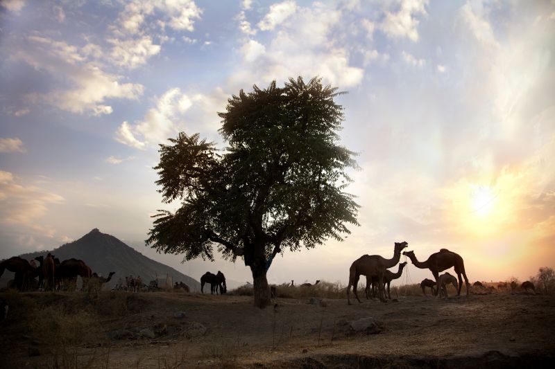 nebe, strom, mrak, ekosystém, savana, Volně žijících živočichů