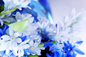 青い花 デスクトップ壁紙 デスクトップ壁紙 Wallhere