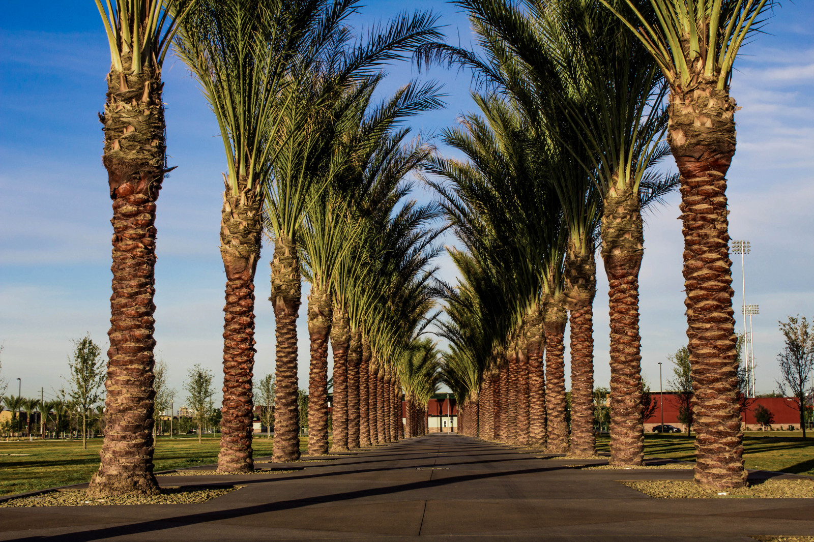 Wallpaper trees, grass, sky, pattern, arch, palmtrees, distance