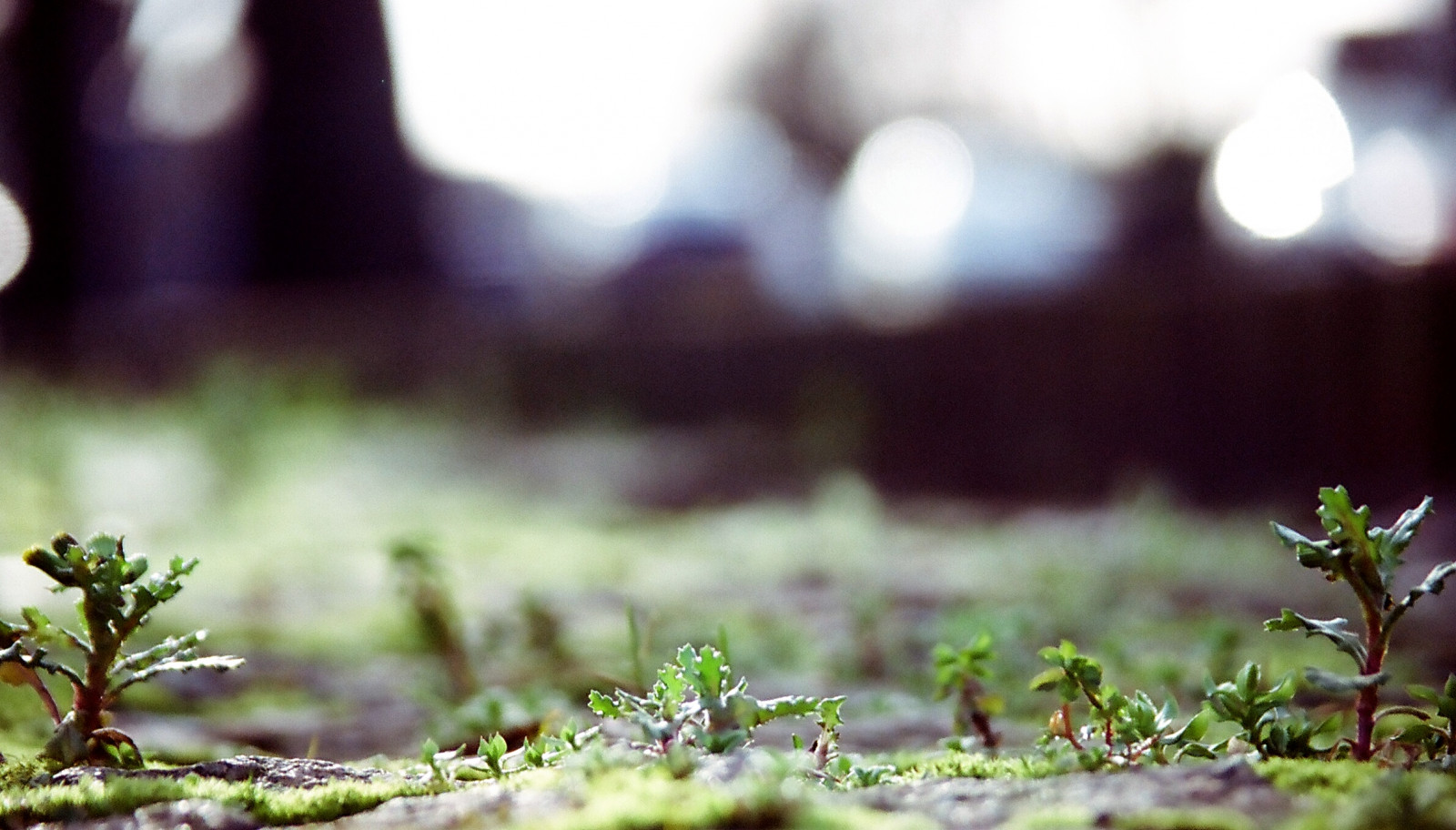 slunečnímu záření, Příroda, tráva, detailní, větev, zelená, ráno, bokeh, jaro, 2005, strom, list, květ, rostlina, flóra, vegetace, film, prošlý, větvička, počítač tapeta, zblízka, makro fotografie, závod stonek, plevele, aps, Kodakadvantix100, Olympuscenturion