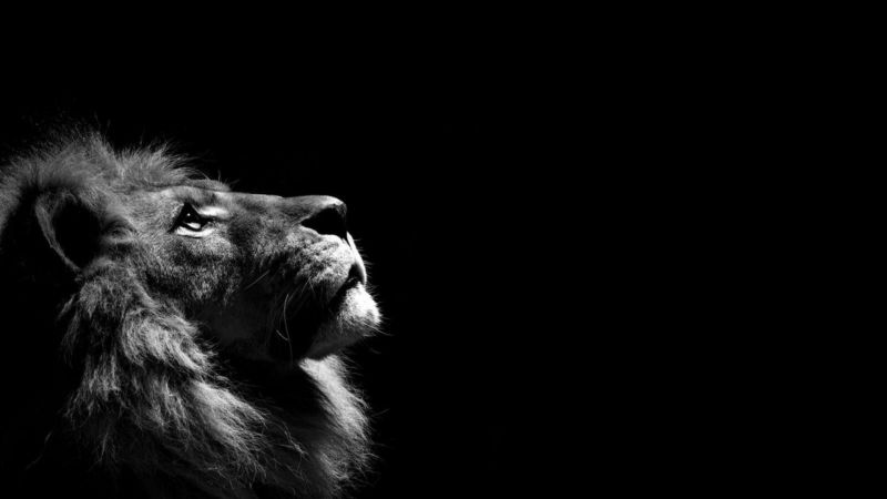 monocromo, Leone, oscurità, 1920x1080 px, nero, mammifero monocromo, Leone, oscurità, 1920x1080 px, nero, mammifero