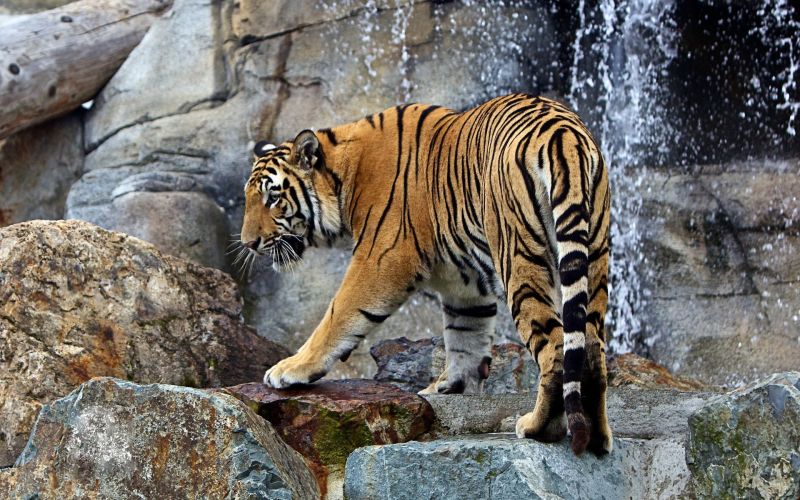 animali, tigre, natura, grandi gatti, Zoo, fauna animali, tigre, natura, grandi gatti, Zoo, fauna