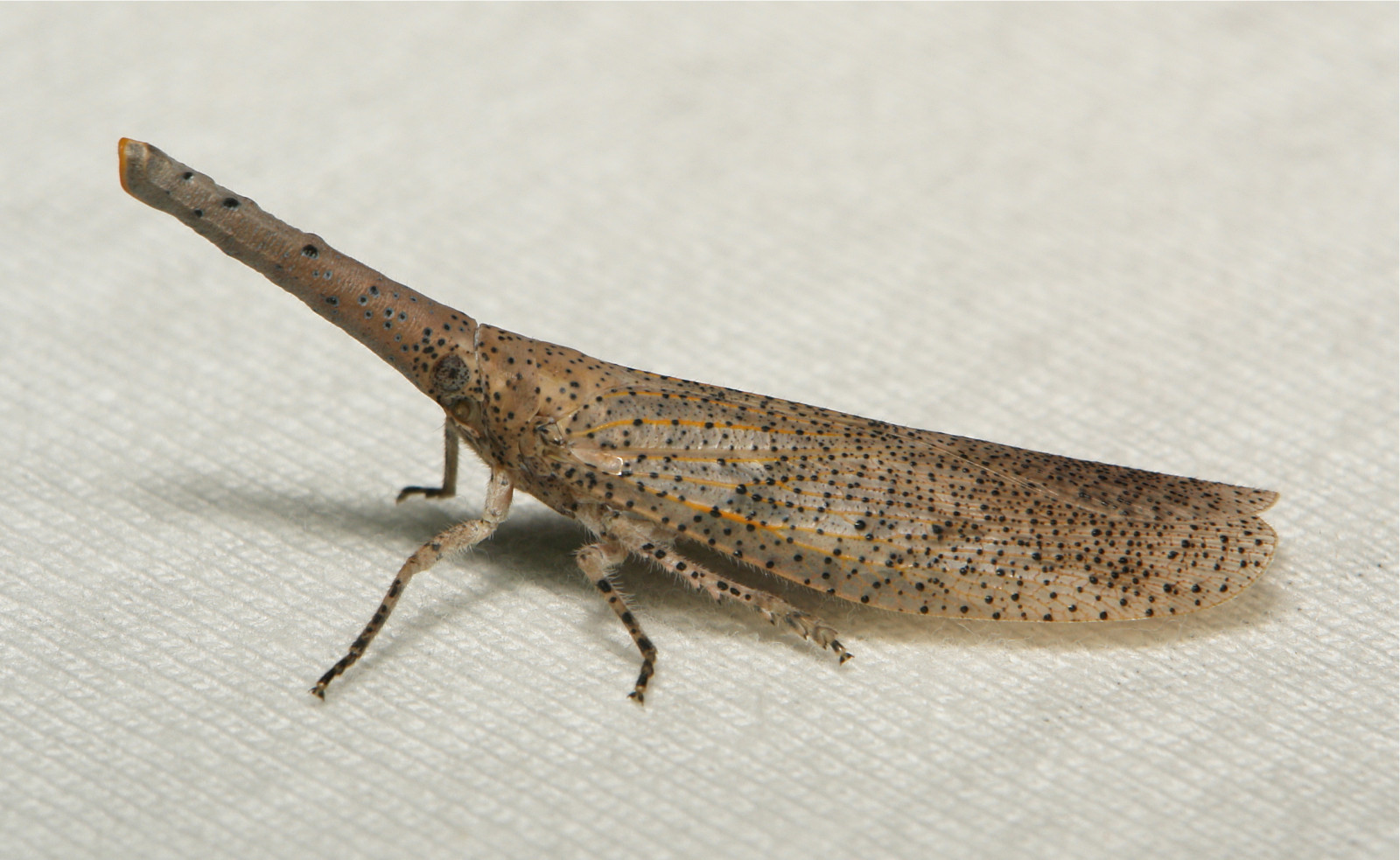 hmyz, bezobratlý, fauna, terrestrial animal, makro fotografie, členovců, organismus, net okřídlený hmyz, weevil, membrána okřídlený hmyz, můry a motýli