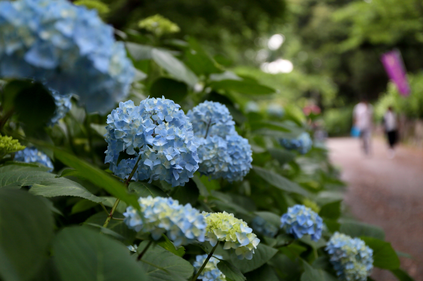 Wallpaper park, summer, flower, nature, Japan, nagoya, hydrangea