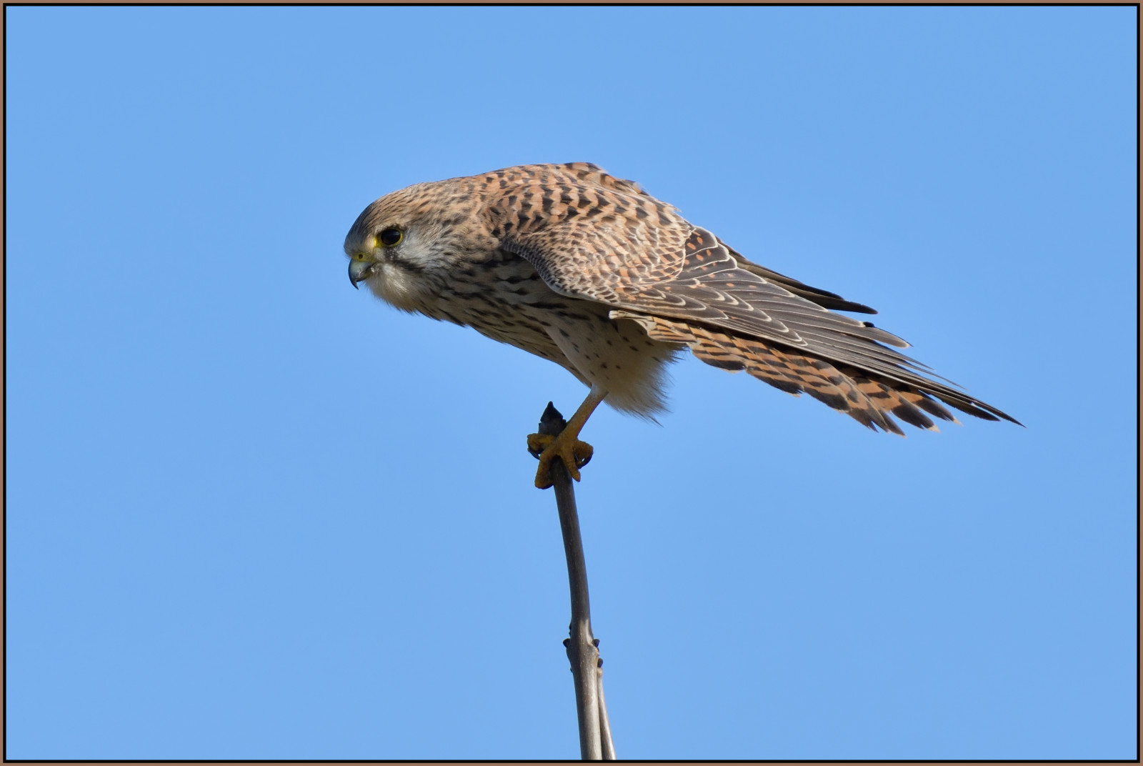 rspb, FEN, drayton, ทะเลสาบ, สัตว์ป่า, ธรรมชาติ, สำรอง, แคมบริดจ์, นก, เหยื่อ, birdofprey, ยืด, ยืด, หญิง, ชวา