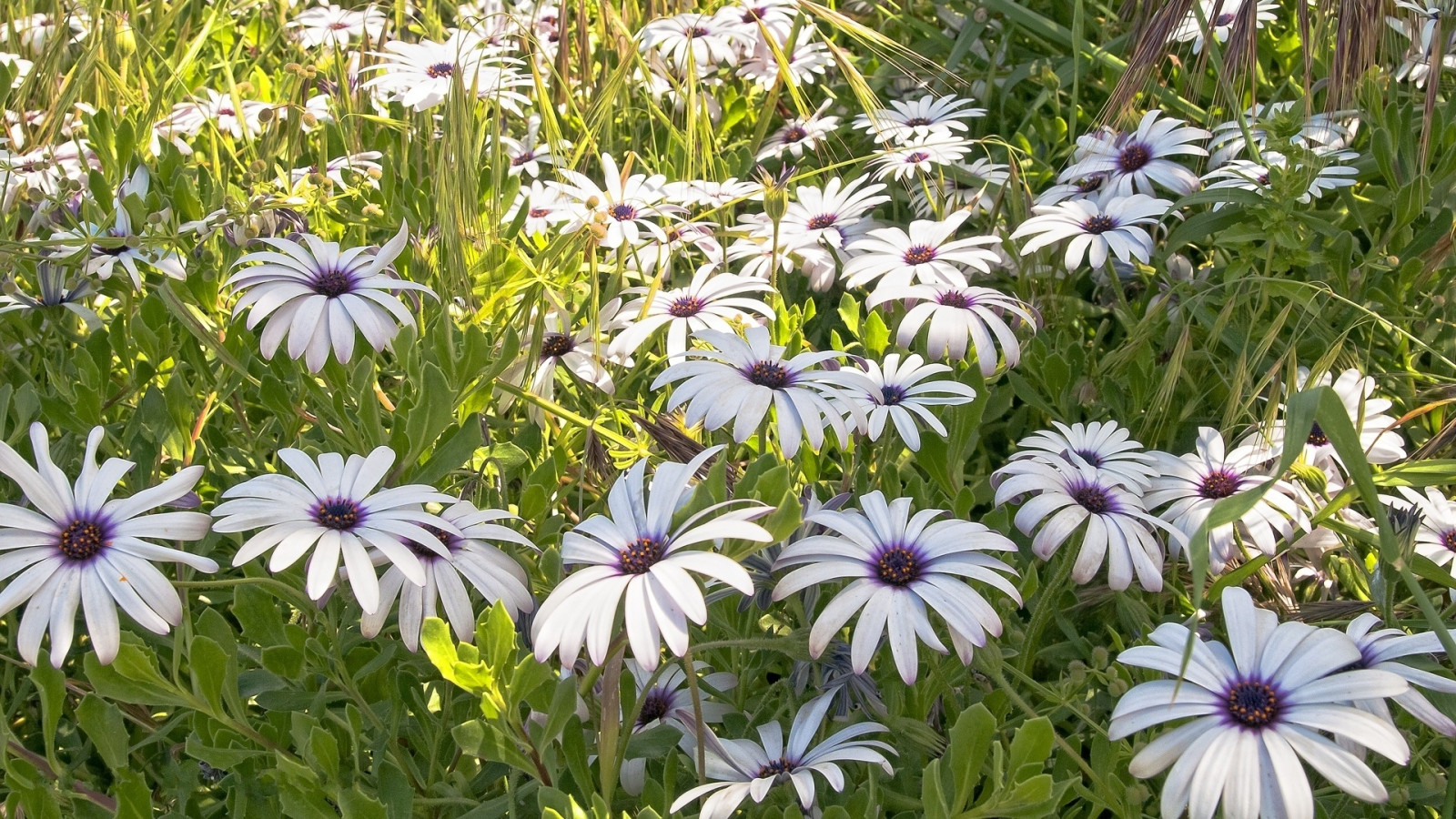 fiori, giardino, erba, verde, soleggiato, erba, Margherita, fiore, pianta, flora, petalo, prato, Fiore di campo, produrre, botanica, impianto di terra, pianta fiorita, famiglia delle margherite, margherita comune, astro, coneflower