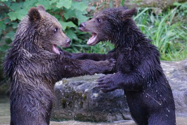 bears,cub,couple,water,playful