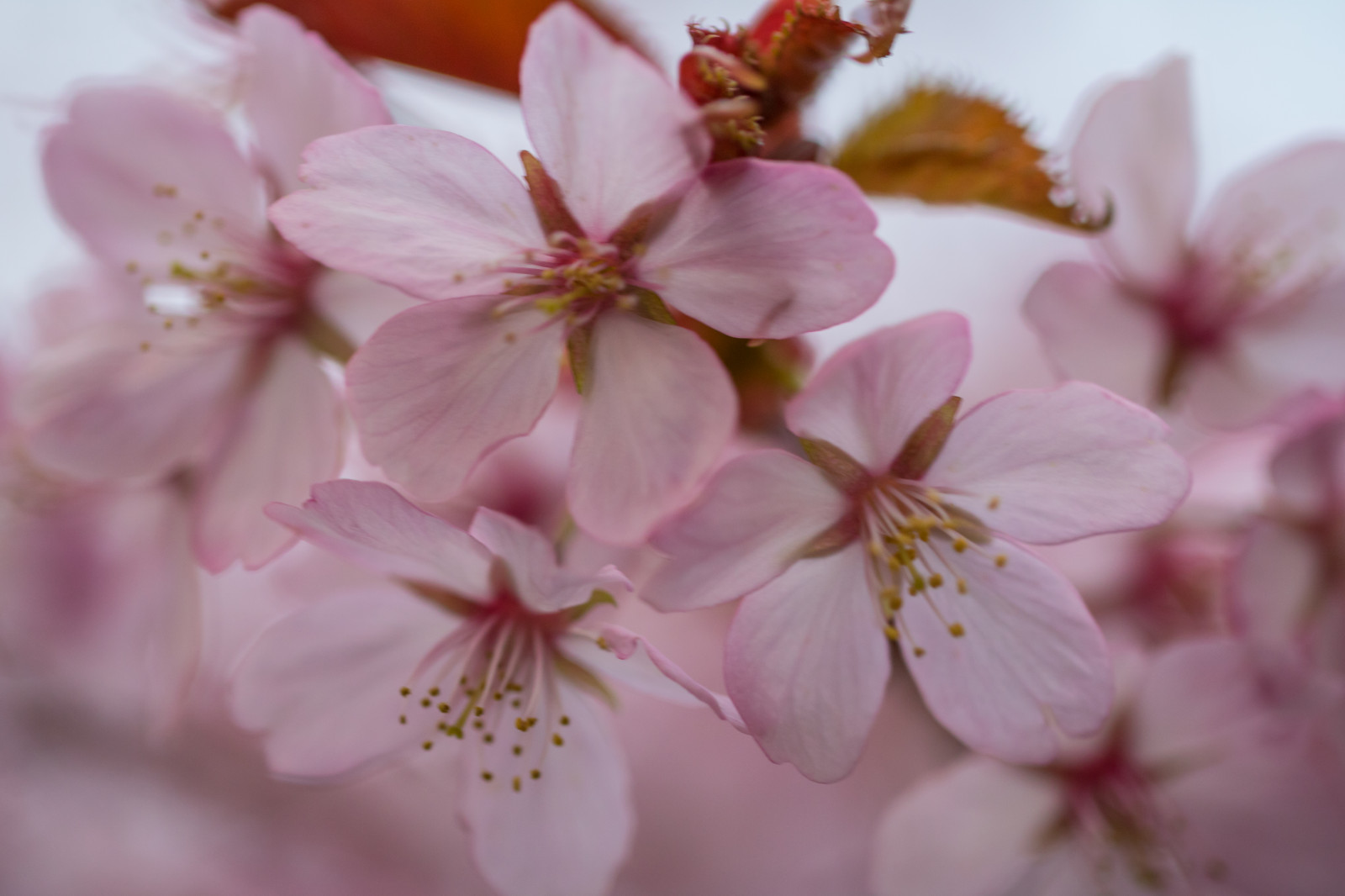 cibo, macro, ramo, fiore di ciliegio, fiorire, rosa, primavera, fiore, pianta, flora, macro, petalo, blom, rosa, produrre, impianto di terra, pianta fiorita, fotografia macro, famiglia di rosa