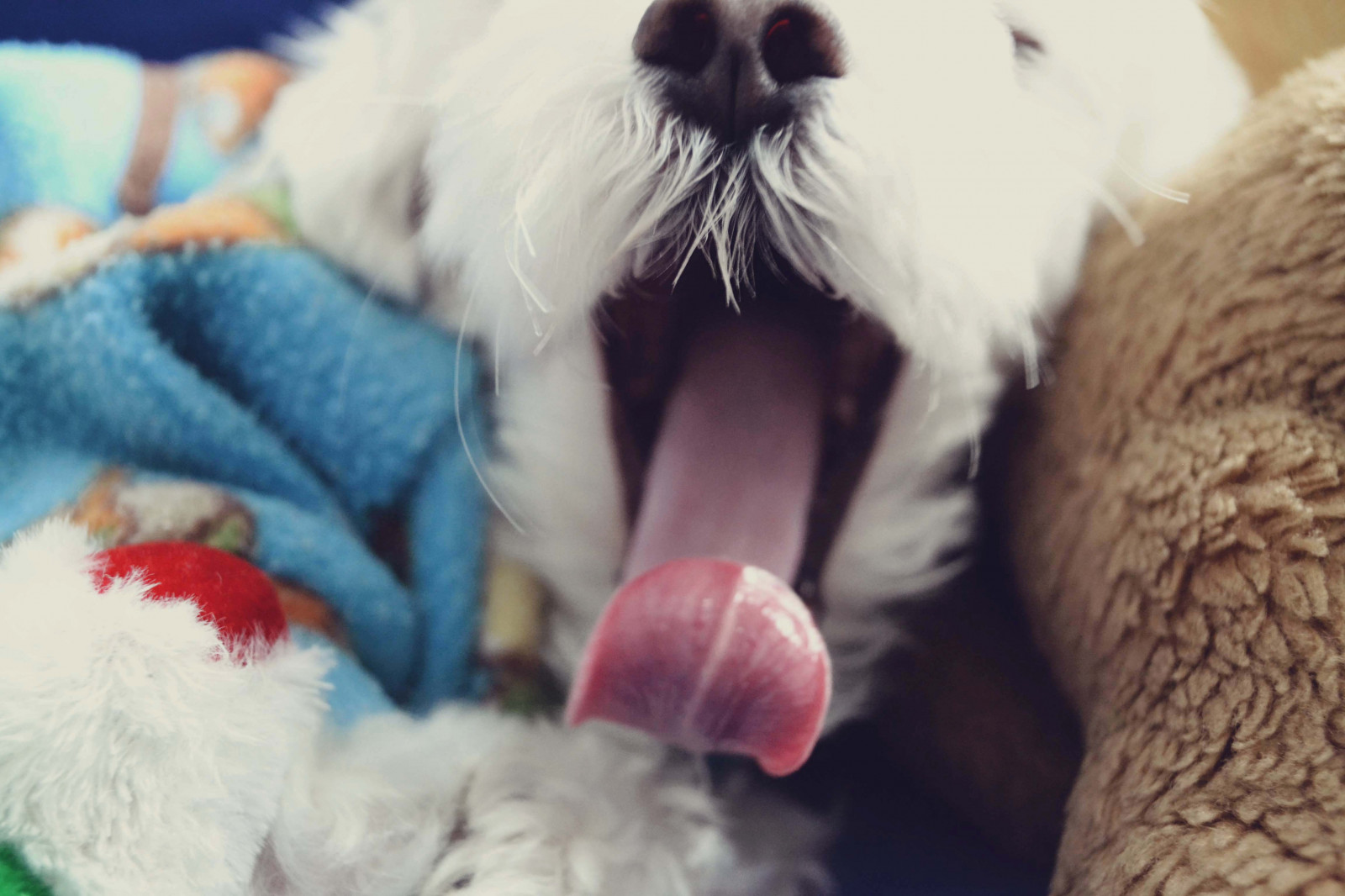 hvid, dyr, elsker, blå, hund, baby, pels, mund, næse, whiskers, hud, kæledyr, lur, West Highland White Terrier, tunge, hundehvalp, drøm, D3100, nikond3100, snude, hund som pattedyr, hundens race gruppe, carnivoran, gabe, pote, hund krydsninger, hunderace, kyo, maltesisk, måbe, forelskelse