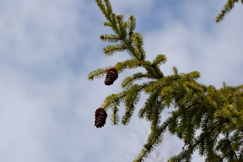 šišky,borovice,borovice,stromy,mraky,jaro
