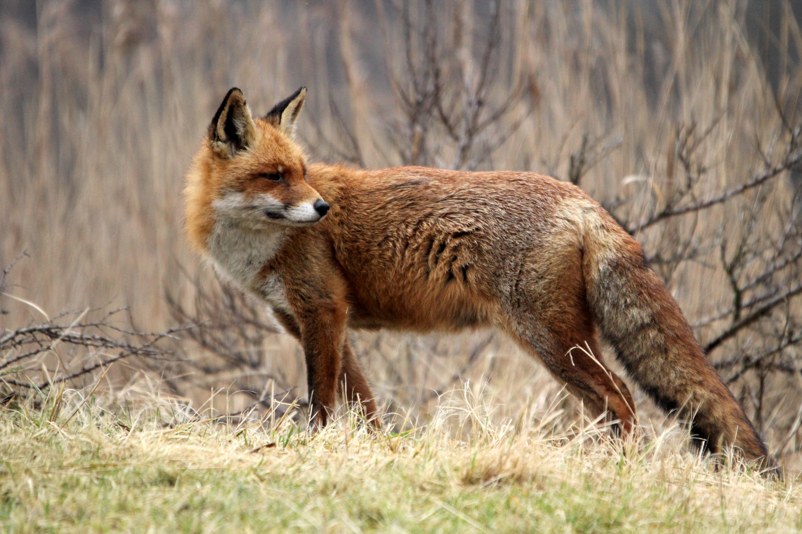 Fondos de pantalla fauna silvestre, zorro rojo, mamífero, Kit zorro
