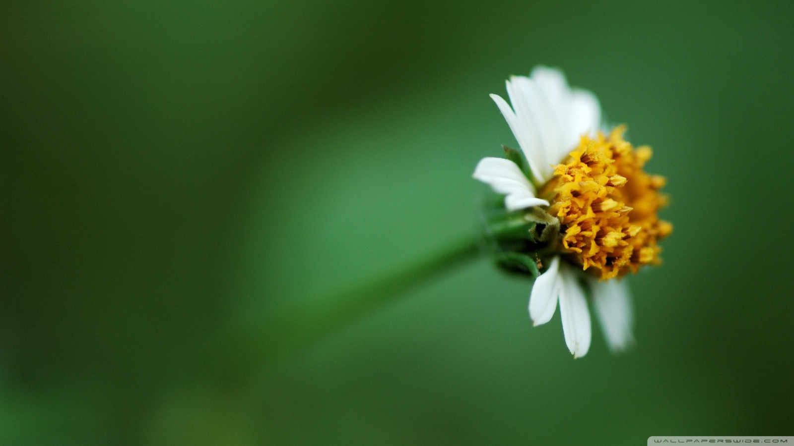 sollys, blomster, natur, græs, planter, fotografering, grøn, gul, hvide blomster, pollen, blomst, grøn baggrund, Daisy, blad, blomst, plante, flora, kronblad, eng, wildflower, computer tapet, botanik, jord plante, blomstrende plante, tæt på, makrofotografering, stængelplante, daisy familie, nektar