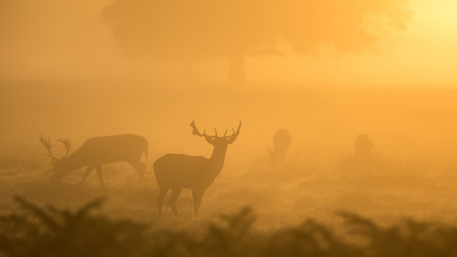 deer, animals, nature, mist, photography