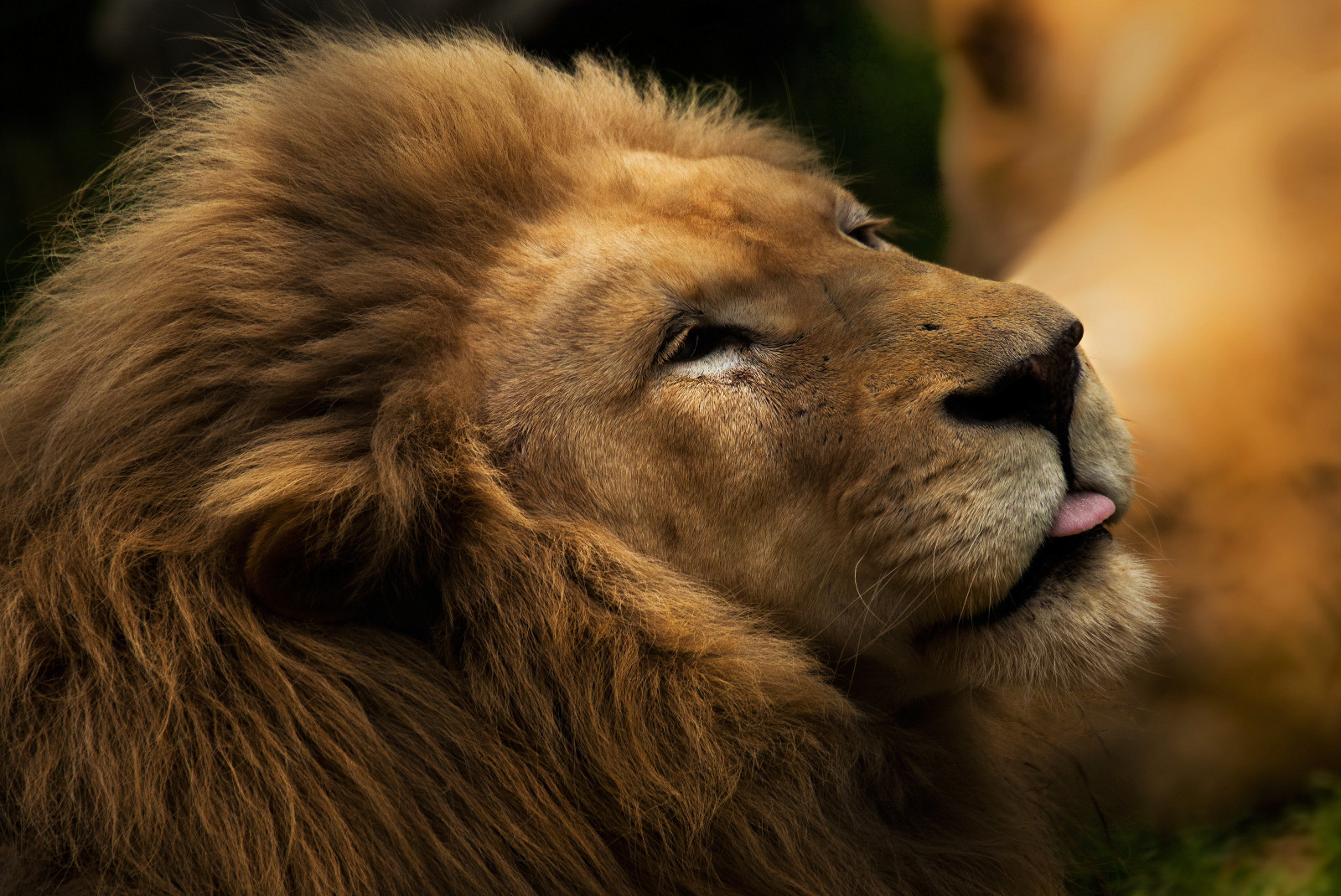 zvěř, Příroda, tráva, lev, Volně žijících živočichů, Kánon, srst, velké kočky, zoologická zahrada, kníry, Leone, R, Jít, x, natura, fauna, animali, 5dmii, zblízka, čenich, hříva, organismus, masai lev, masožravý, Cornelle, Masožravci, terrestrial animal