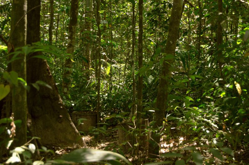 sunlight, forest, nature, green, wildlife, branch sunlight, forest, nature, green, wildlife, branch