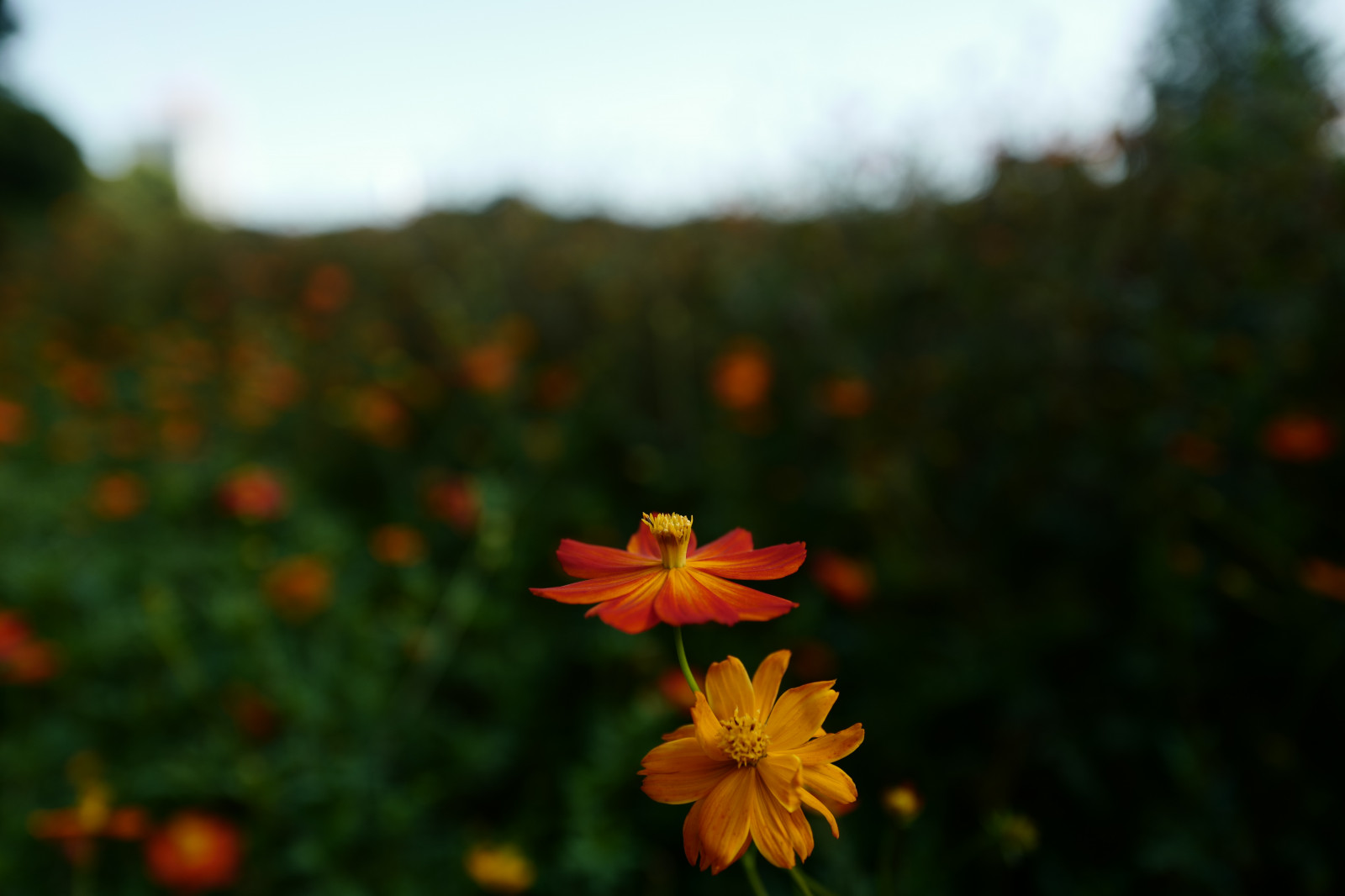 Japonsko, slunečnímu záření, Příroda, tráva, pole, květ, Leica, Tokio, jp, podzim, list, květ, rostlina, kosmos, mák, flóra, okvětní lístek, louka, Hamarikyu, Shiodome, summilux, leicaq, summilux1728, q, 1728, divoká rostlina, prérie, botanika, suchozemská rostlina, kvetoucí rostlina, makro fotografie, daisy rodina