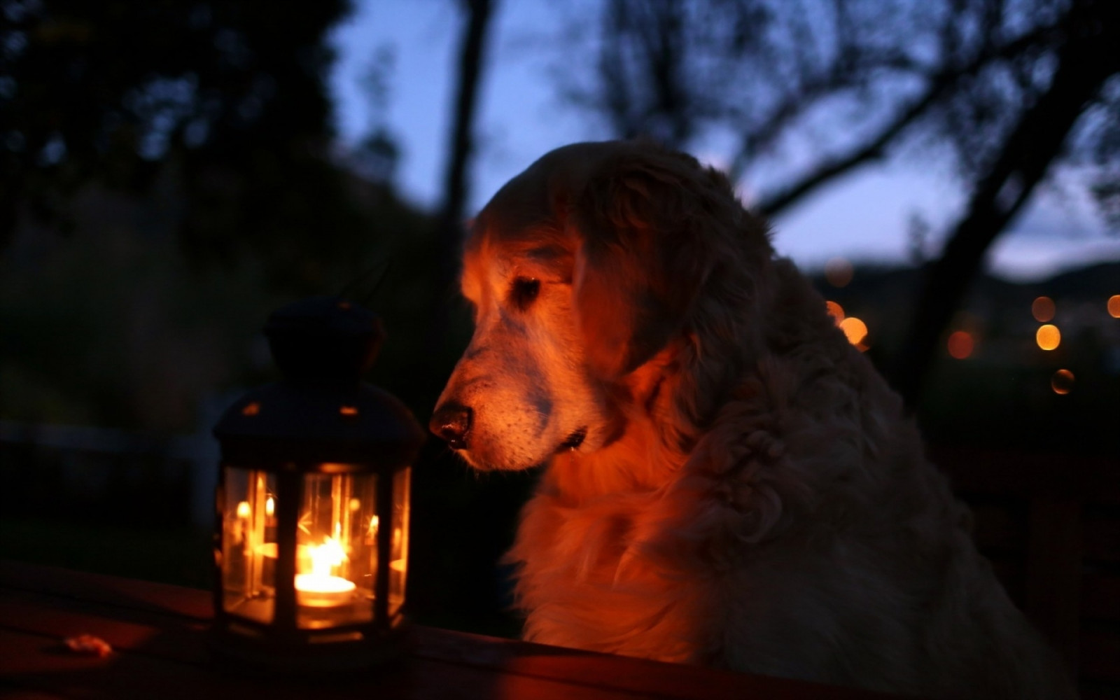 Wallpaper night, shadow, lantern, evening, light, darkness, dog like