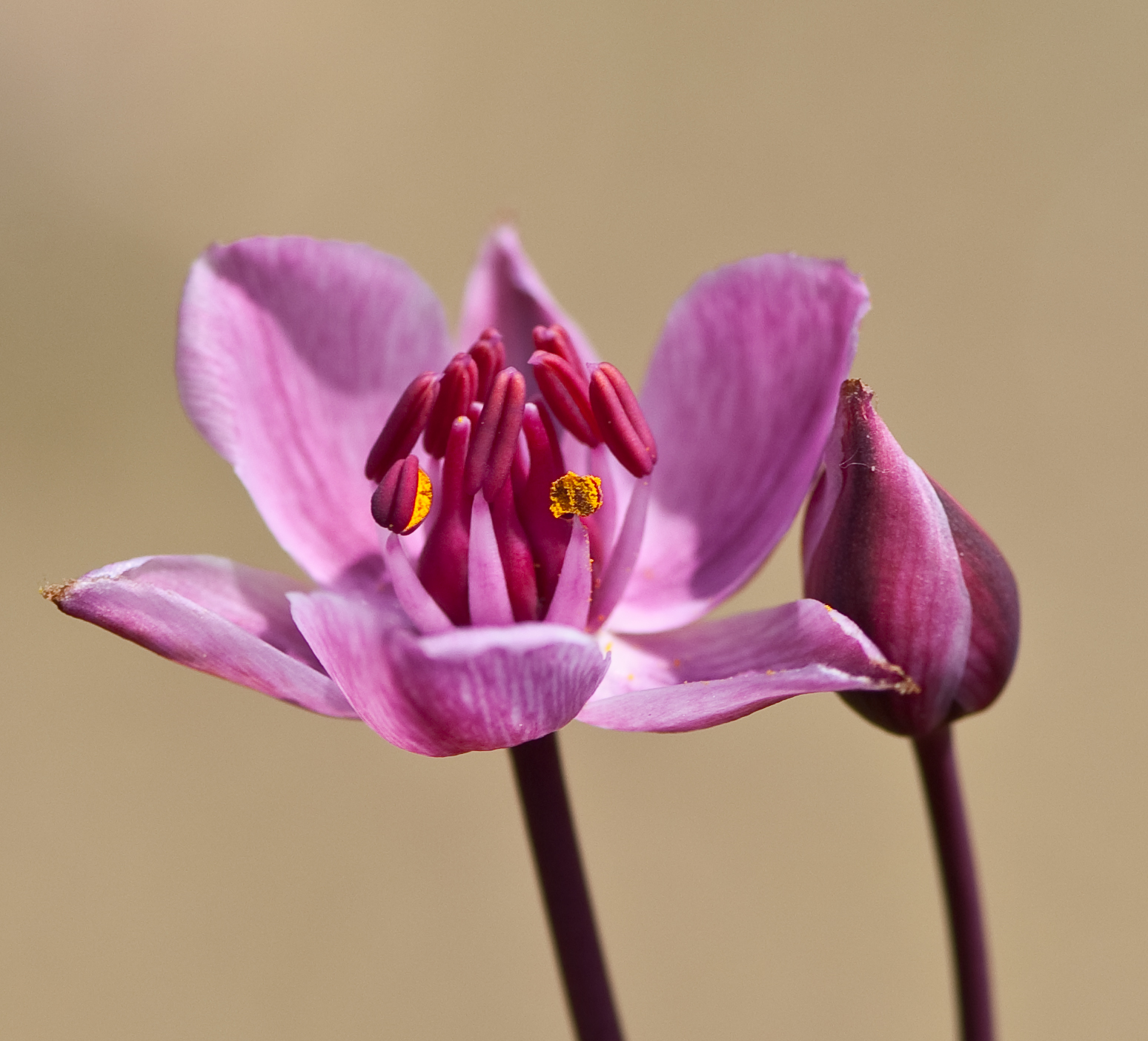 most, květ, Nizozemí, prozkoumat, přední strana, ferdi, noordholland, ferdisworld, Fokkosusan, Neuweniedorpadayout, Nieweniedorp