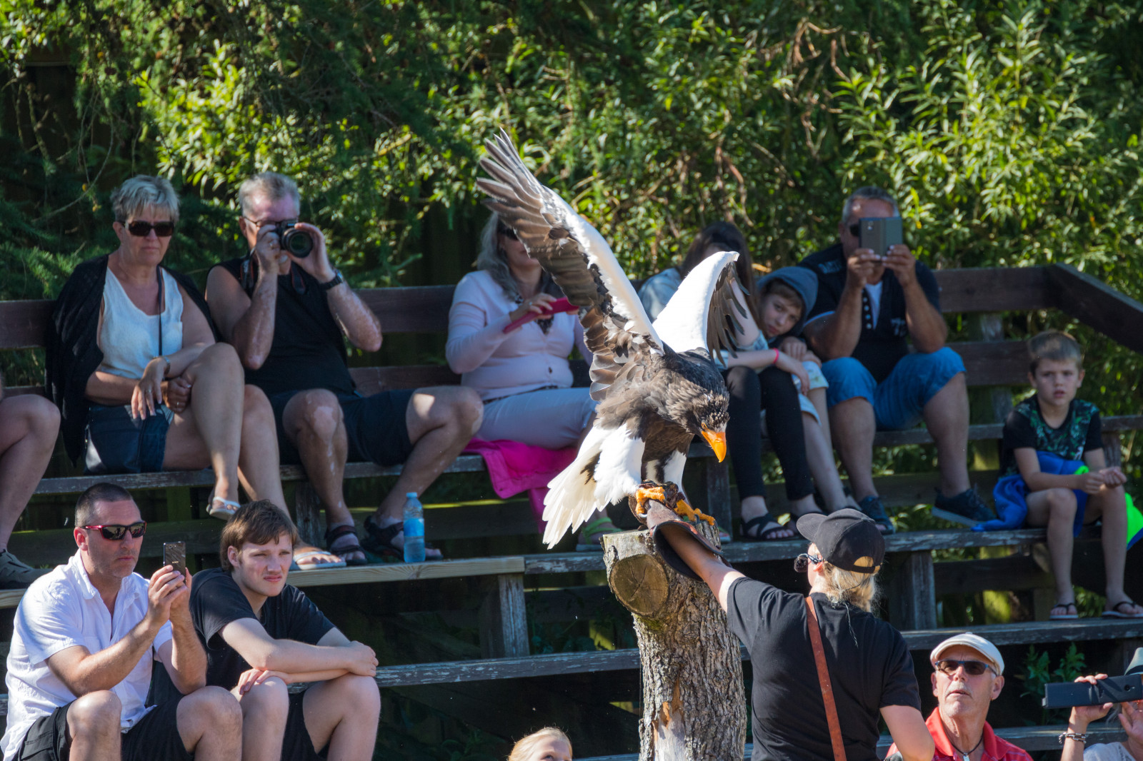 lidé, Dánsko, pták, festival, birdofprey, Danmark, f gel, exif modelu canoneos760d, geocountry, Kamera aby kánon, geocity, Model fotoaparátu canoneos760d, exif isospeed 250, geostate, geolocation, EXIF otvor 56, exif aby kánon, EXIF ef70300mmf456lisusm čočka, exif focallength 300mm, Skagen, rovf gel, eagleworld, rnreservatet, haliaeetuspelagicus, stellersseaeagle, j ttehavs rn, dav