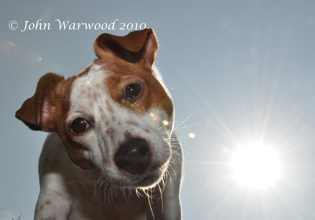 oči, nebe, nohy, stůl, Pes, slunce, Nikon, nos, Slunný, kníry, Zvedák, uši, Jack Russell teriér, thegalaxy, d90, kráska, russell, límec, čenich, pes jako savec, psí plemeno skupina, psí plemeno, teriér, JRT, jackrussell, jackrussellterrier, brownhead, johnwarwood, flickrjrt, Russell teriér, Miniaturní foxteriér, companion dog, rat terrier