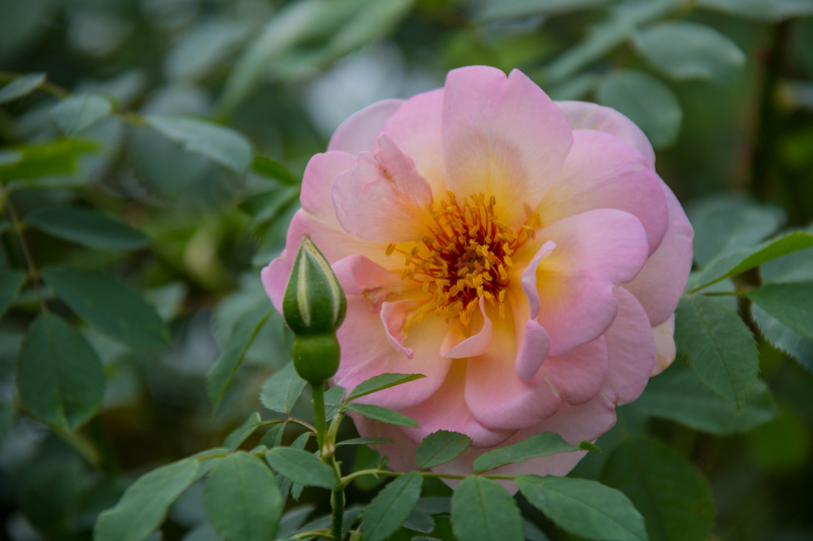 ดอกกุหลาบ, เบ่งบาน, ดอกไม้, ปลูก, พืช, Blomma, katrinetorp, katrinetorpslanderi, กลีบดอก, ดอกโบตั๋น, rosa, พฤกษศาสตร์, โรงงานที่ดิน, พืชดอก, การถ่ายภาพมาโคร, กุหลาบสวน, กุหลาบครอบครัว, floribunda, rosa centifolia, rosa rubiginosa, Camellia sasanqua