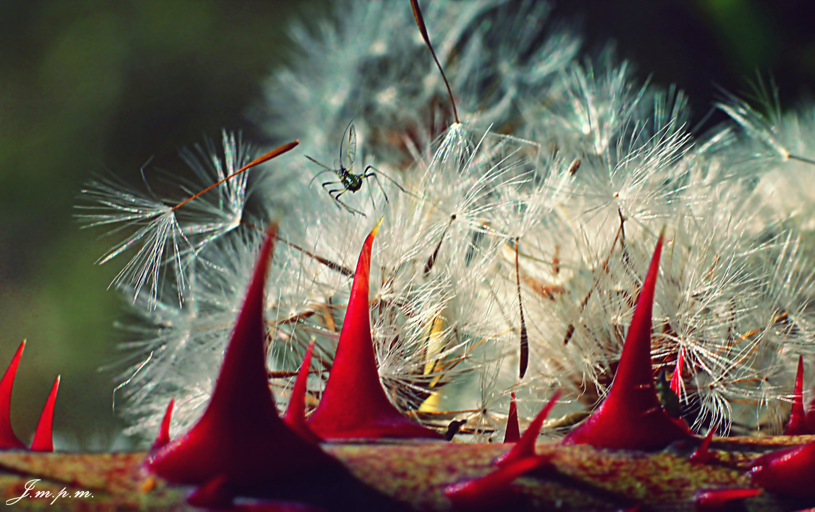 Макрос, Pequeno, Diente, Дистанционное обучение, zarza