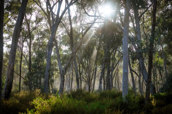 Australia,nature,trees,forest,shrubs,glare