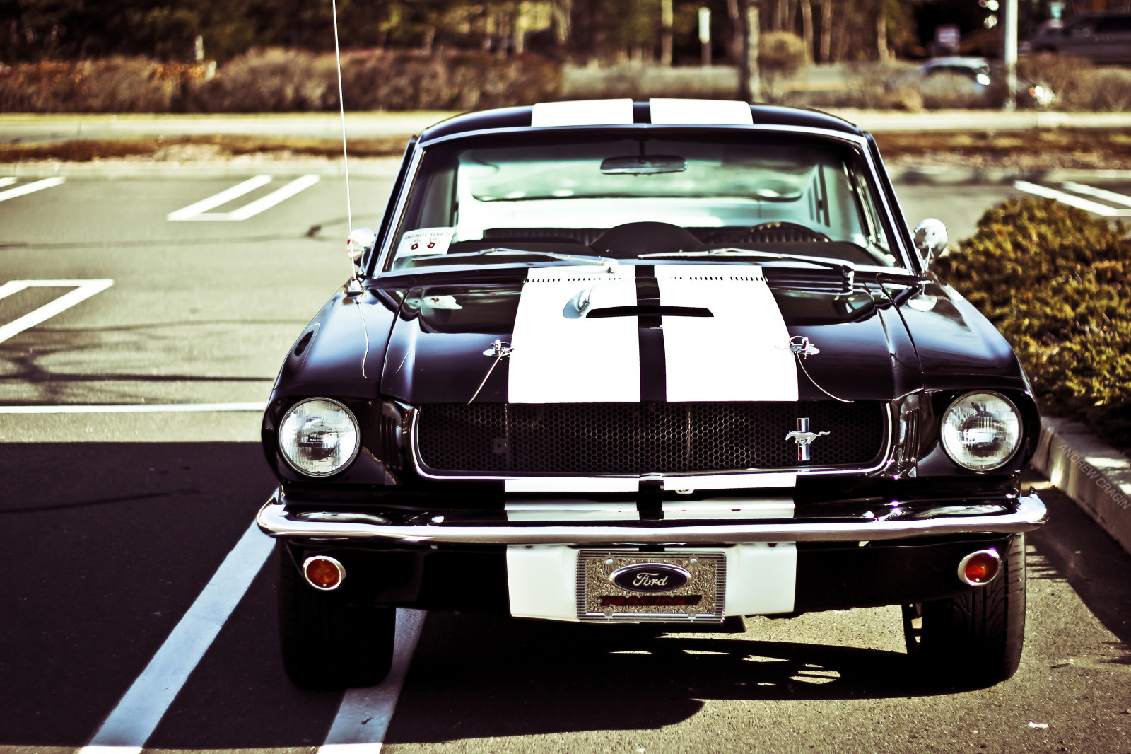 bil, motor køretøj, køretøj, bildesign, klassisk bil, automotive exterior, shelby mustang, første generation Ford Mustang, hætte