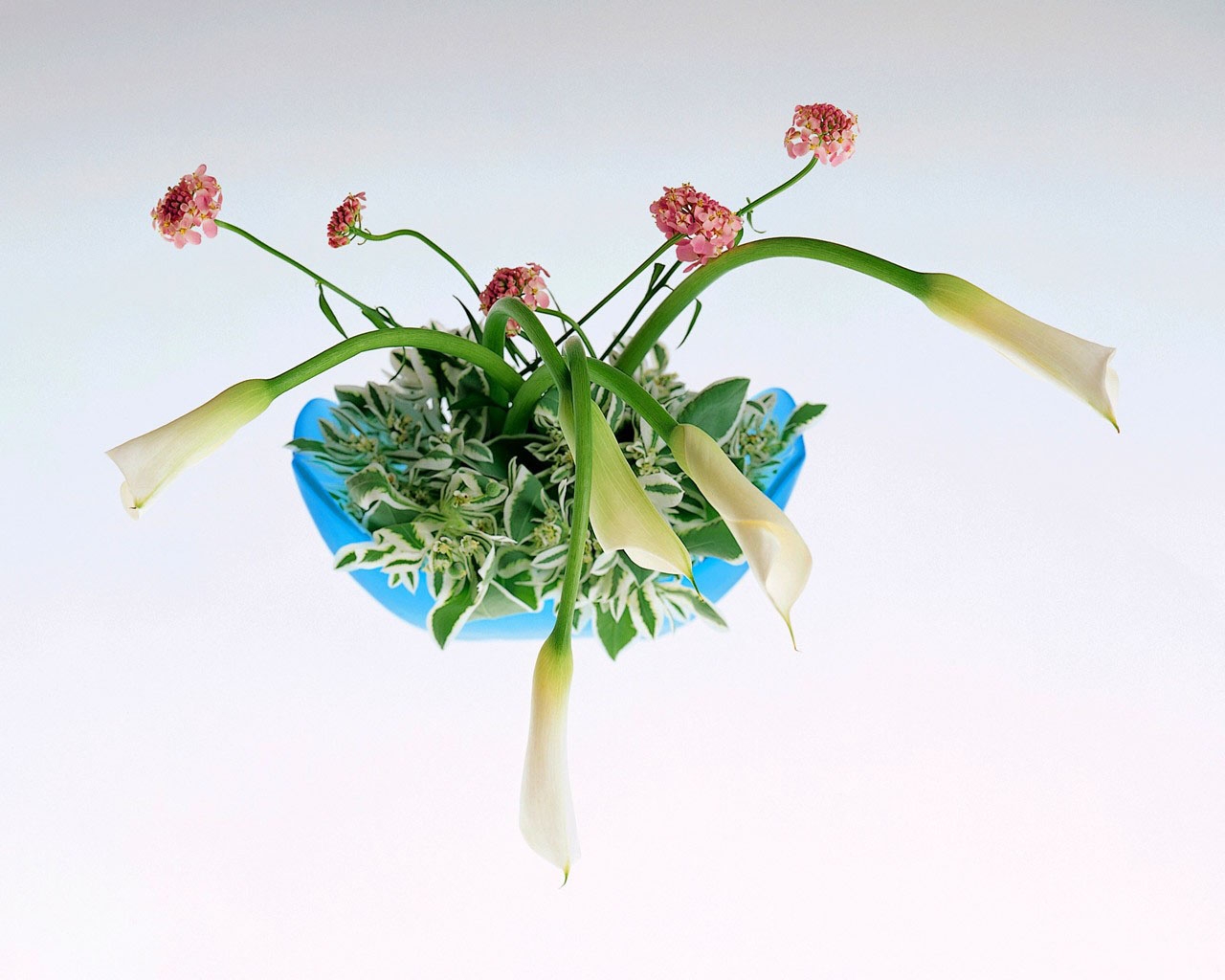 ilustrace, květiny, UMĚNÍ, květ, rostlina, flóra, váza, uspořádání, ikebana, suchozemská rostlina, kvetoucí rostlina, floristika, závod stonek, kytice, aranžování květin, květinový vzor, řezané květiny