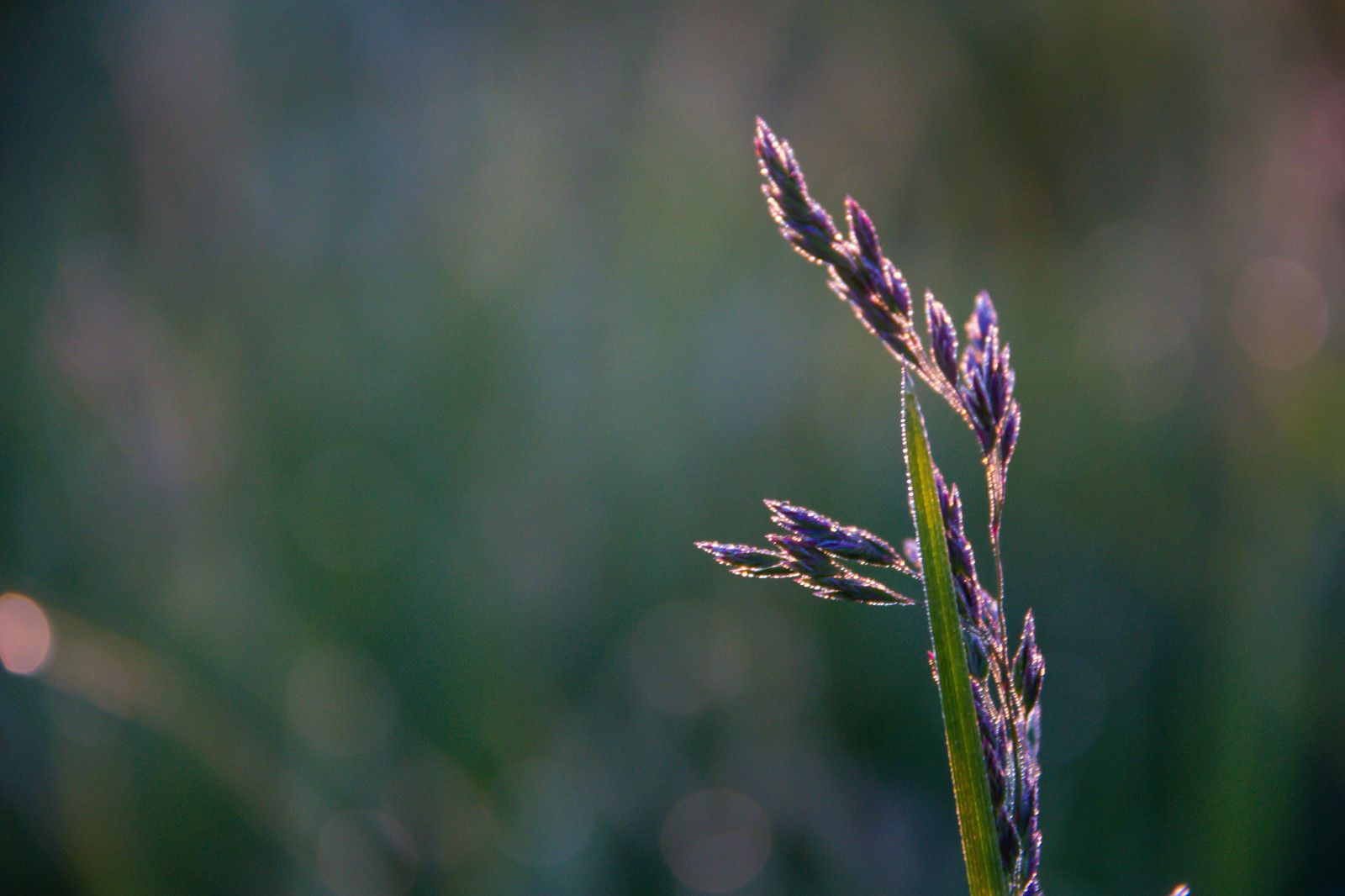 krajina, Příroda, tráva, pole, fotografování, svítání, zelená, levandule, rosa, list, květ, svítání, rostlina, flóra, venkov, landsbygd, soluppg ng, s dersl tt, landskap, gryning, Kamera aby kánon, geolocation, EXIF čočka efs18200mmf3556is, EXIF otvor 56, exif aby kánon, exif isospeed 1600, Dagg, exif focallength 170mm, Model fotoaparátu canoneos100d, exif modelu canoneos100d, louka, divoká rostlina, prérie, oříznutí, botanika, suchozemská rostlina, kvetoucí rostlina, zblízka, makro fotografie, tráva rodina, závod stonek