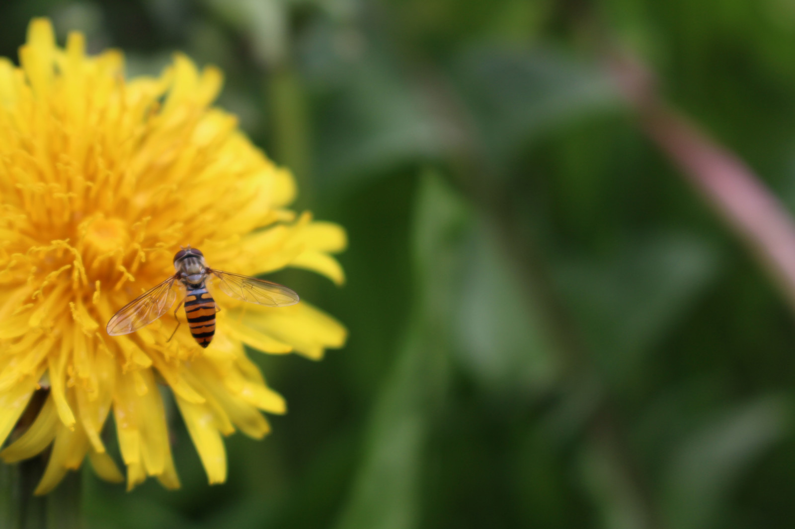 zvěř, květiny, Příroda, tráva, hmyz, zelená, žlutý, letní, pyl, Včela, list, květ, rostlina, flóra, louka, fauna, divoká rostlina, botanika, suchozemská rostlina, kvetoucí rostlina, zblízka, makro fotografie, závod stonek, bezobratlý, daisy rodina, membrána okřídlený hmyz, nektar, včelí med, můry a motýli