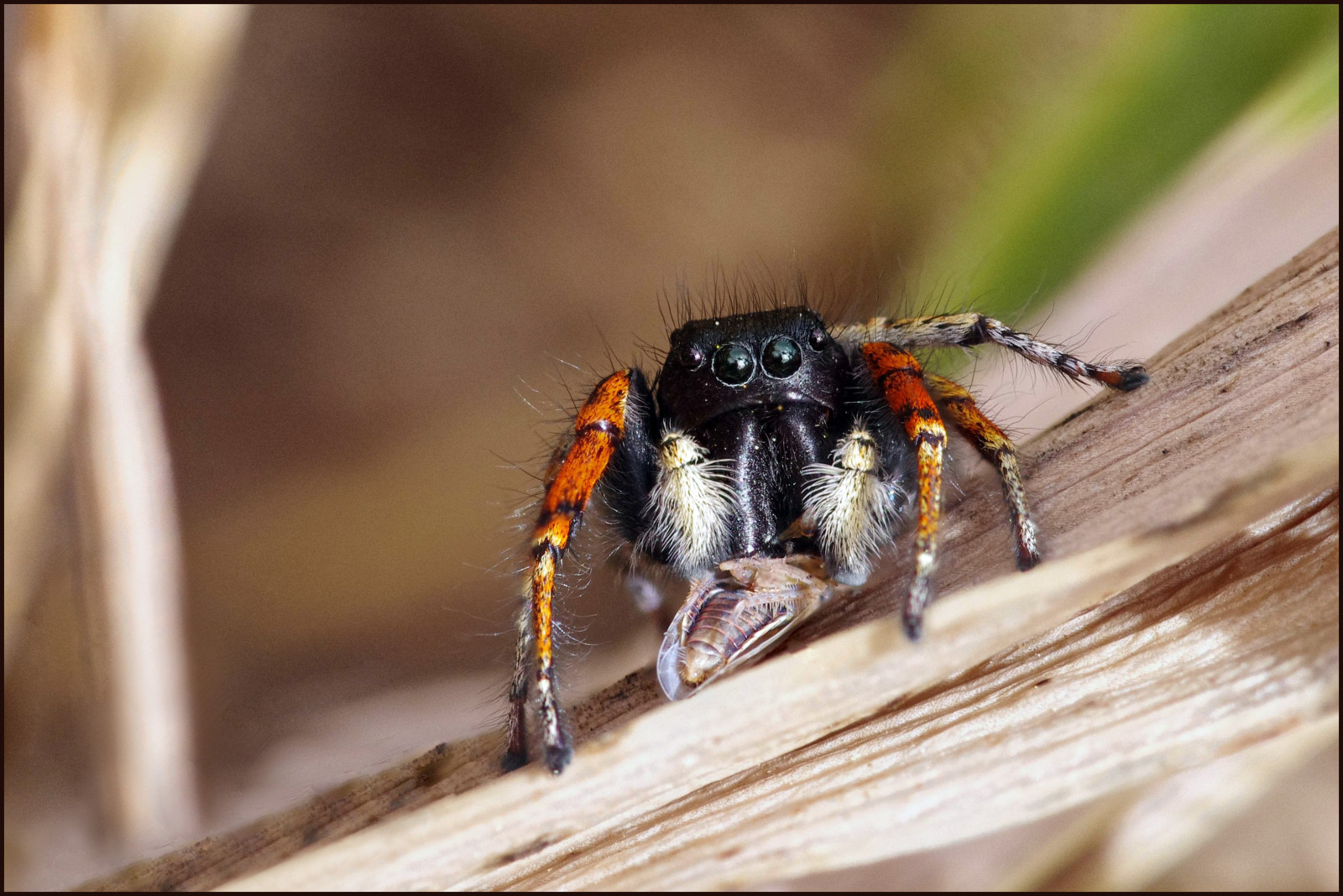 Wallpaper red, forest, cicada, spider, jumping, Vision, excellent, Prey, backed, phidippus