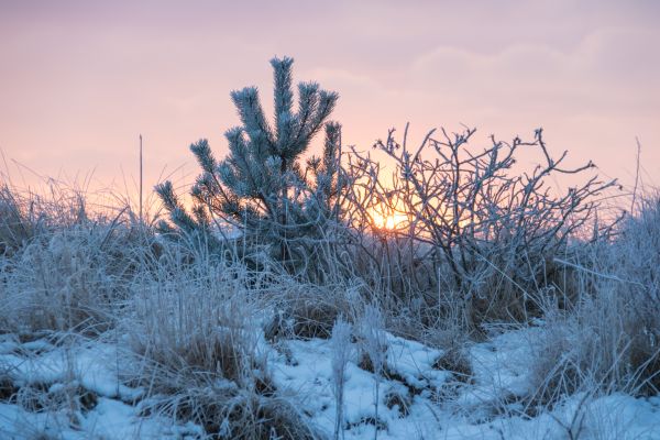 snow,winter,branch,sunrise,ice,cold
