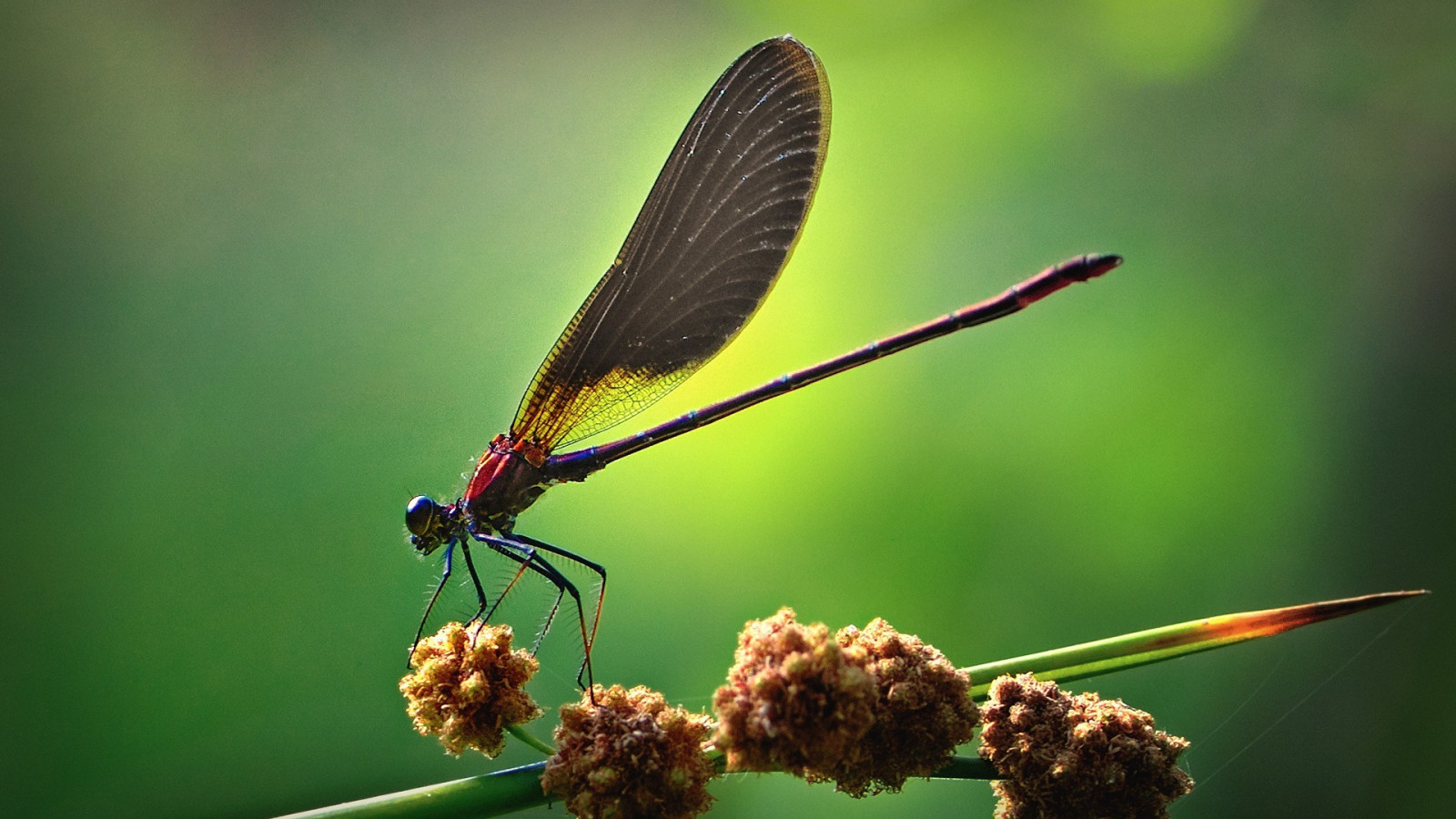 Flying Invertebrates Wallpaper : animals, nature, artwork, insect, green, flying, wildlife ...