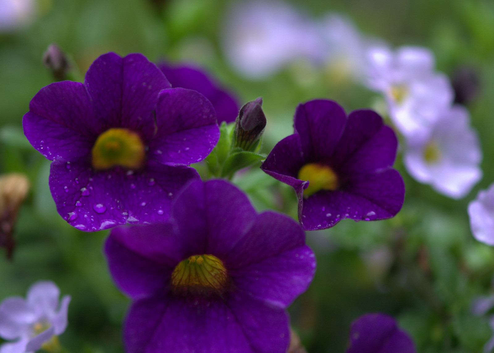 makro, Příroda, mokrý, déšť, yard, venku, kapky, Nikon, košík, nachový, zakalený, zatažený, šeřík, kapky deště, Kansas, roční, petúnie, millionbells, calibrachoa, D7000, kscattails