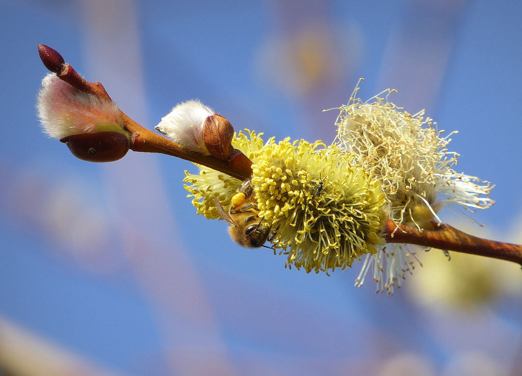 impollinazione, opylení, opice, Včela, hmyz, insecta, insetto, jaro, žlutý