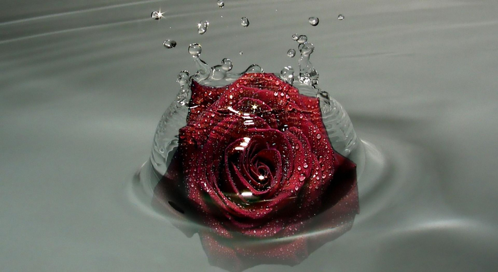 Wallpaper rose, flower, bud, drops, sprays, water 1920x1050 goodfon