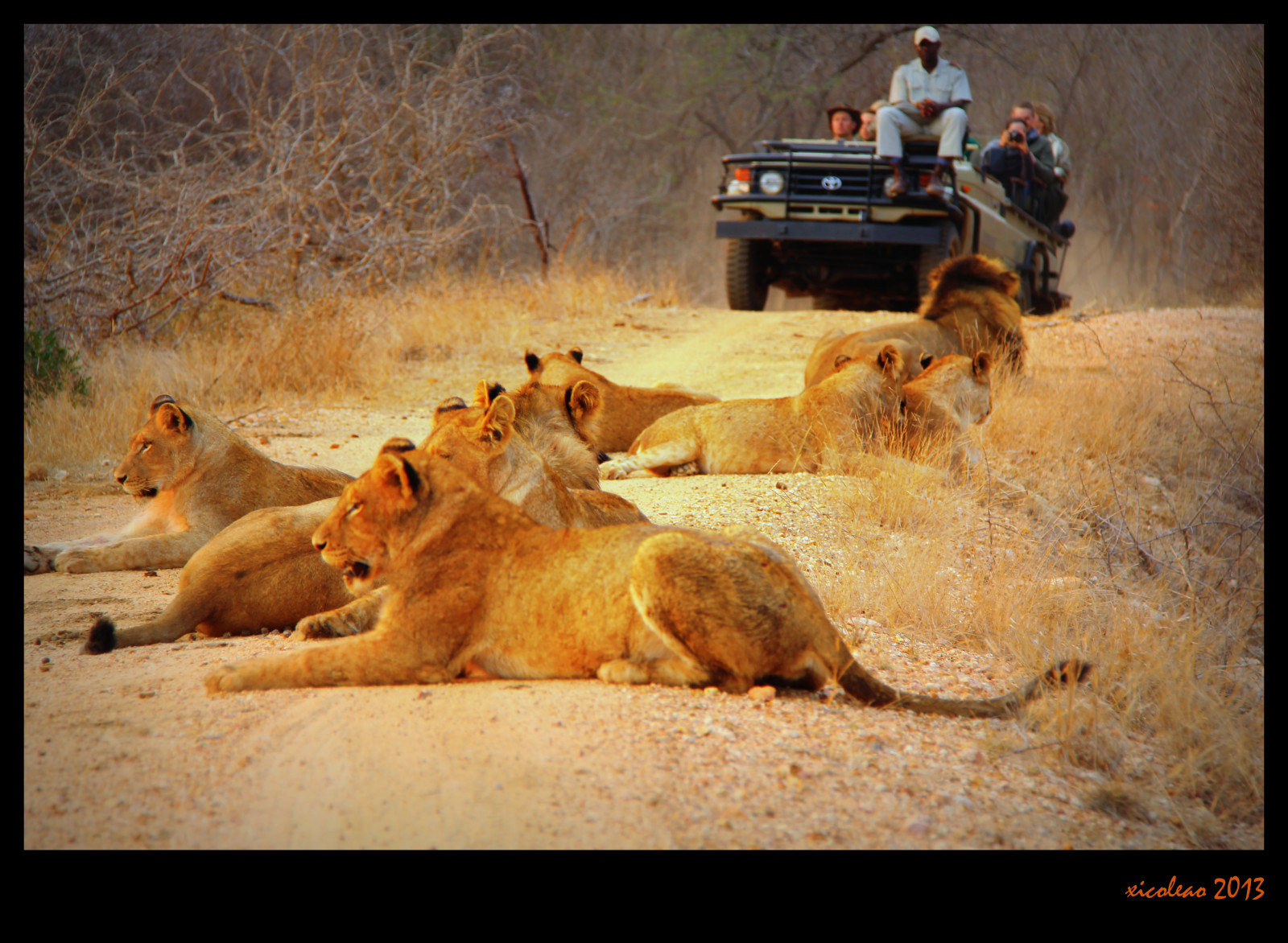 Wallpaper : animals, lion, wildlife, Africa, big cats, fauna ...