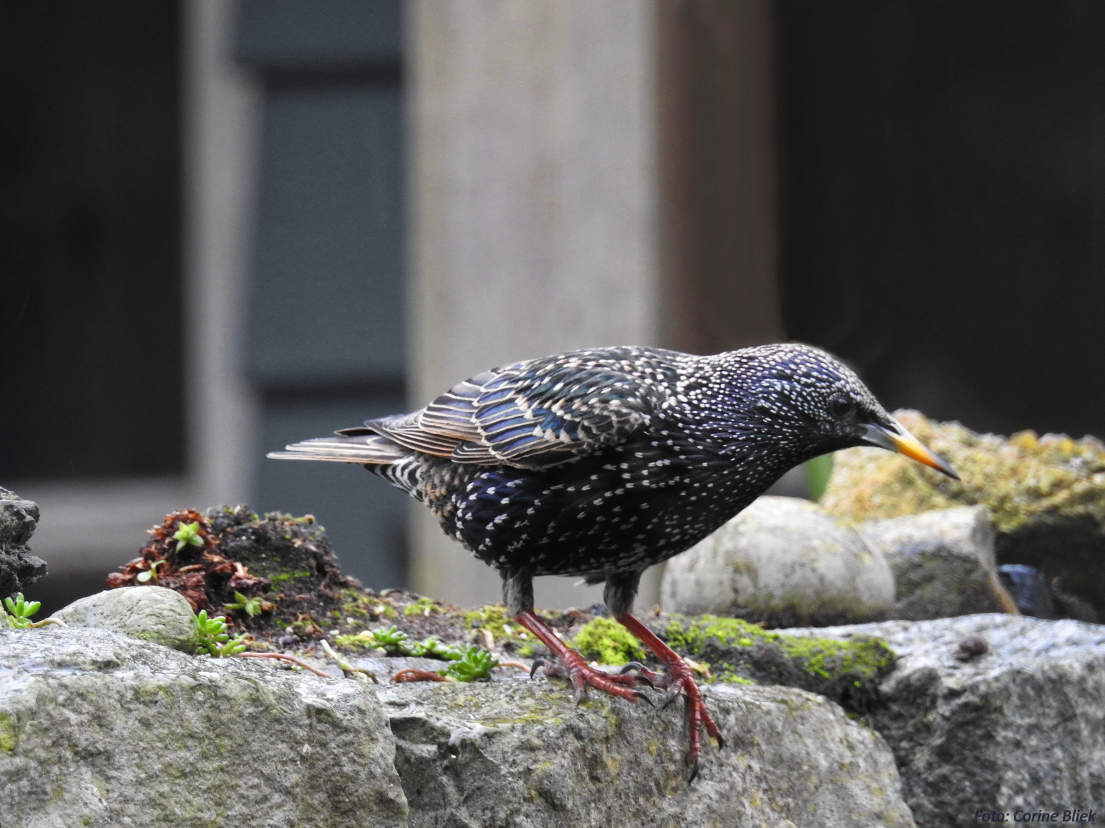 uccello, Vogel, natuur, natura, birdwatching, birdwatching, giardino, Vogels, tuin, tuinvogels, natura, uccelli, nero, Zangvogels, passeriformi, Passerina, uccelli canori, oiseaux