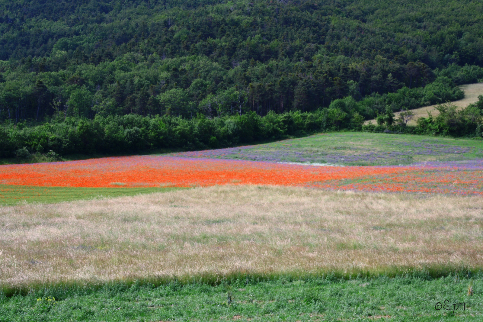 Wallpaper flowers, blue, red, green, fleur, Rouge, spring, violet
