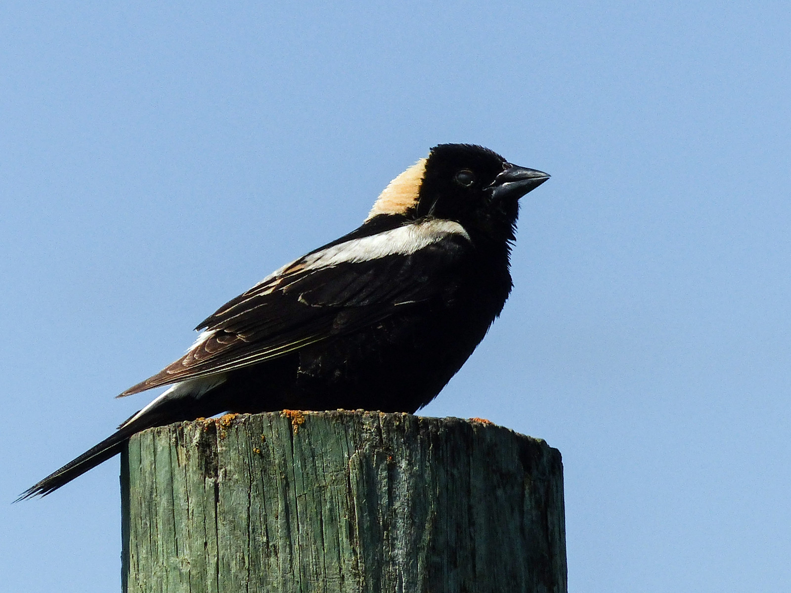 ฤดูร้อน, ท้องฟ้า, แคนาดา, ชาย, นก, ธรรมชาติ, นก, ผู้ใหญ่, กลางแจ้ง, อัลเบอร์ต้า, ตั้งอยู่, ด้านข้าง, วิทยา, นก, รั้ว, icteridae, bobolink, dolichonyxoryzivorus, annkelliott, anneelliott, swofcalgary, fz200, 16 18cm63 71inlong, fz2003, 25june2016