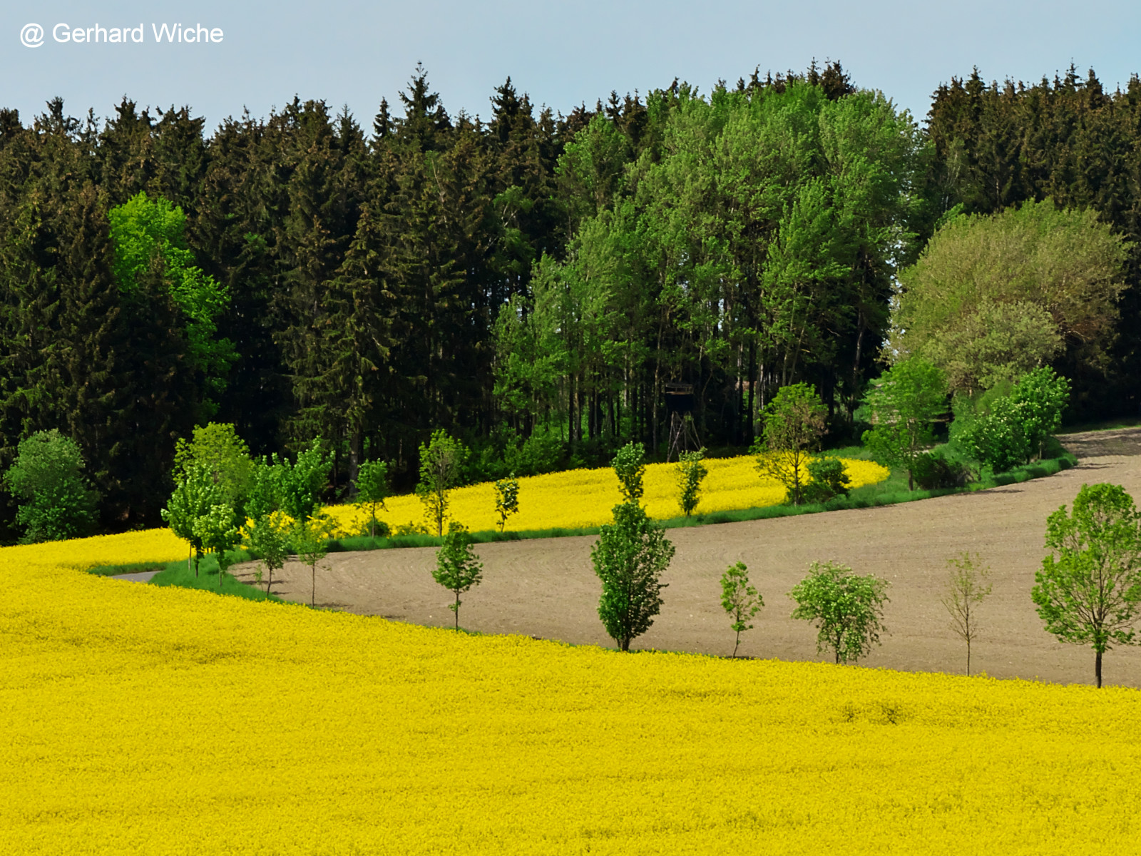 ต้นไม้, แนวนอน, ป่า, เนินเขา, ธรรมชาติ, หญ้า, ท้องฟ้า, ฟิลด์, สีเหลือง, ฟาร์ม, Rapeseed, ต้นไม้, landschaft, ทุ่งหญ้า, ปลูก, กลางแจ้ง, natur, ทุ่งเลี้ยงสัตว์, ข่มขืน, raps, ฟิลด์, คาโนลา, เกษตรกรรม, ทุ่งหญ้า, การเพาะปลูก, Wald, ที่ราบ, เอเคอร์, gras, b ume, เจลบ์, ดอกไม้ป่า, ทุ่งหญ้า, การ์เด้น, pflanze, feld, แครอท, พืช, เขตชนบท, ผลิต, Biome, ครอบครัวหญ้า, Braseriaica, ที่ดิน, โรงงานมัสตาร์ด, brassica rapa, มัสตาร์ดและครอบครัวกะหล่ำปลี, Heiter, fruhling